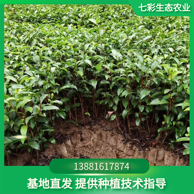 奶白梅占营养袋茶苗种植出售 茶苗基地现货 七彩农业