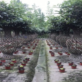供应桂花花瓶 适用于园林绿化 3.5米高 现货供应