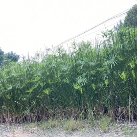 批发旱伞草 适用于绿化园林景观工程  高度1.8米 露地栽培