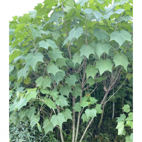 四川木芙蓉种植基地 芙蓉花袋苗 现货批发 高度从1.5米到2.5米