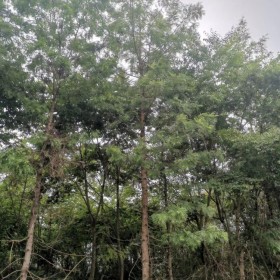 四川银桦树 高度800cm 冠幅500cm 可用于城乡道路绿化 基地直发 现货供应