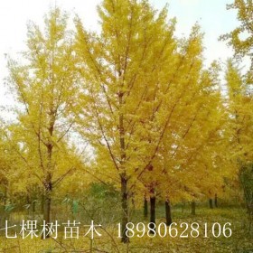 成都七棵树 10-80cm银杏树 丛生银杏树 成都银杏树基地