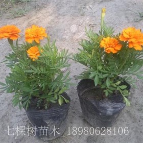 草花 成都草花批发基地