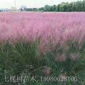 粉黛乱子草 成都粉黛乱子草批发基地