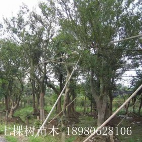 成都七棵树 10-60cm生货朴树 熟货朴树 丛生朴树 南充朴树批发基地