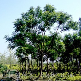 成都蓝花楹基地 蓝花楹绿化  蓝花楹价格