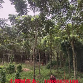 成都栾树－成都栾树批发－成都栾树基地－成都熟货栾树－七棵树