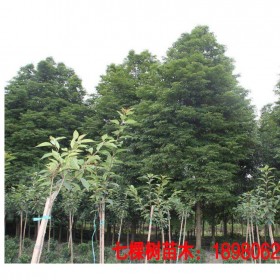 贵州批发桢楠树  一年批发上万根