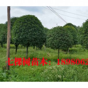 成都批发桂花树 高分枝桂花树  2020年种植基地销