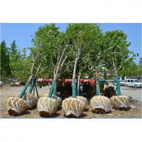 银杏树 胸径10-22公分  高度12-25米 绿化工程