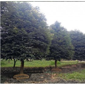 贵州批发天竺桂  5年树龄半球全冠树型 移植树耐存活