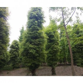 小叶桢楠种植基地  基地原生培育高杆树型  耐寒优质树型