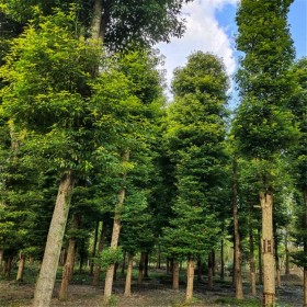 浙江批发桢楠树  七棵树桢楠种植基地