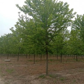 工程绿化红枫树 种植基地  10公分精培育嫁接树型