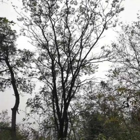 黄连木批发  5-8公分丛生独杆树型 绿化行道树