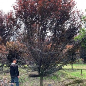 成都批发红叶李 2至25公分丛生低杆树型  分枝点1米左右