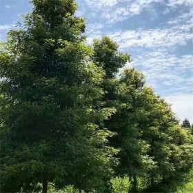 济南批发桢楠树  圆锥形优质树型2cm-15cm树型供应