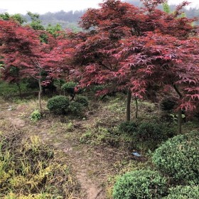 成都批发美国红枫 1至15公分胸径 各种规格园林绿化观景树