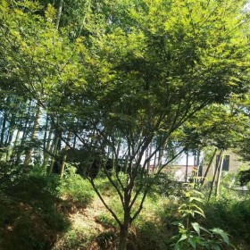 红枫树  原生树型 5至20公分米径 品种齐全 树型美观