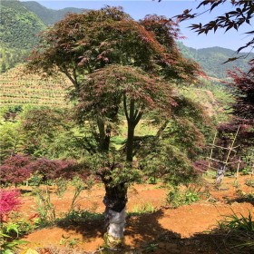 批发红枫树 美国红枫 日本红枫  房地产优质树型
