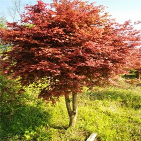 重庆批发红枫树 红枫树种植基地直销