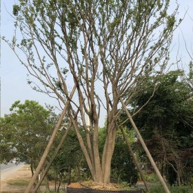 批发朴树 10-36公分全冠朴树 落叶乔木 高度15米