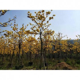 风铃木 8-20公分多花黄花 移植树型 易存活 苗圃直供