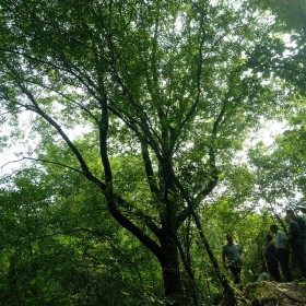 从生单杆黄连木 10至30公分 园艺景观树