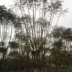 成都批发蓝花楹 10-20公分丛生蓝花楹