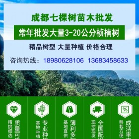 成都批发桢楠树 树型齐全 绿化工程苗木