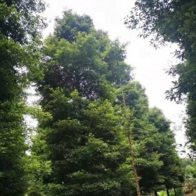 桢楠树 胸径3-22公分 高度8-15米细叶笔直树型 七棵树