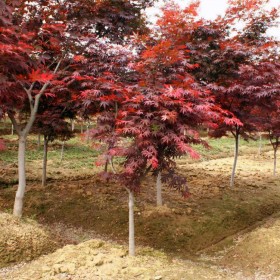 红枫树 胸径5-8公分 丛生美国红枫 土球直径16cm 庭院树 七棵树园林