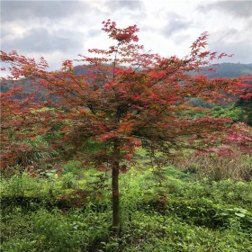 成都红枫树基地  4-8公分独杆树型 美国日本红枫
