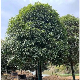 成都批发四季桂  蓬径2至4米 移载精品树型 存活率高