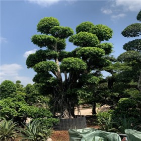 成都批发小叶榕 嫁接桩头 各种规格风景树  存活率高