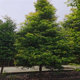 上海批发桢楠树 正宗小叶细叶品种 3-12公分基地大量树型