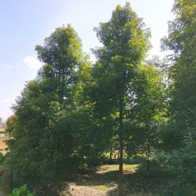 桢楠树正宗特殊造型 高杆品种小叶细叶桢楠