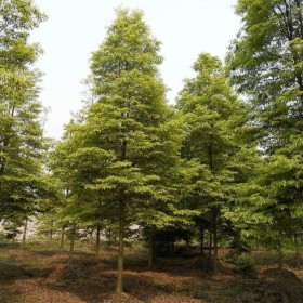 成都批发桢楠树 小叶桢楠5公至30公分 绿化工程苗木