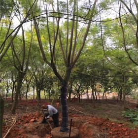 蓝花楹树 基地供应 丛生移植5-20公分胸径  行道景区风景绿化树