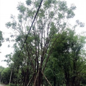 黄连木 单杆品种3-28公分 城市风景区绿化树种 七棵树园林