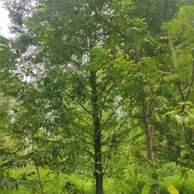 景观树 水杉 四川高杆品种 3-20公分 绿化行道风景树