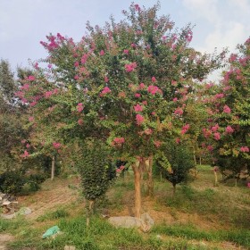 紫薇树 5-15公分大红花 冠幅2.5-3米 高度4.5米 原生树型