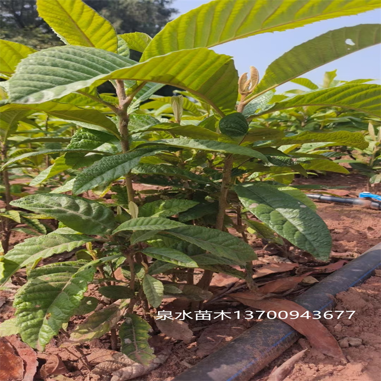 大五星枇杷苗 果大味甜结果率高 抗冻耐寒 基地直发