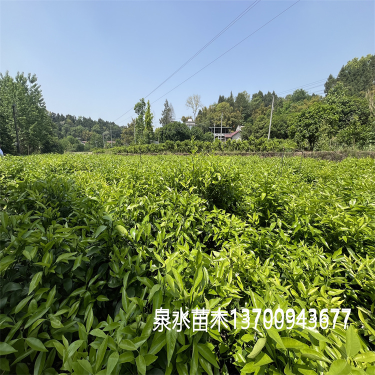 沃柑苗出售 甜度高水分足 长势旺盛 库存充足 发货及时