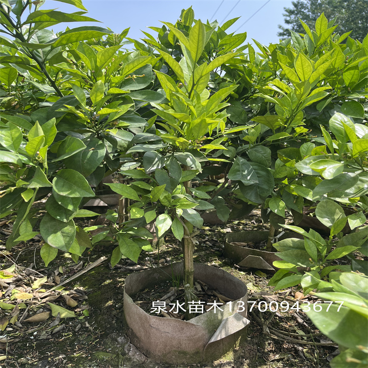 柳河柑橘大杯苗 根系发达 健壮无病虫 基地批发