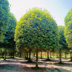 常年供应大量种植桂花树 桂花树基地 优质供应 基地种植