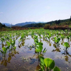 中药材种植技术 泽泻中药材种子种苗批发 农业现代化服务