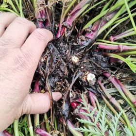 百部种植介绍