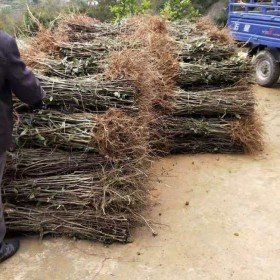 百部种植介绍