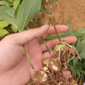 百部种植介绍